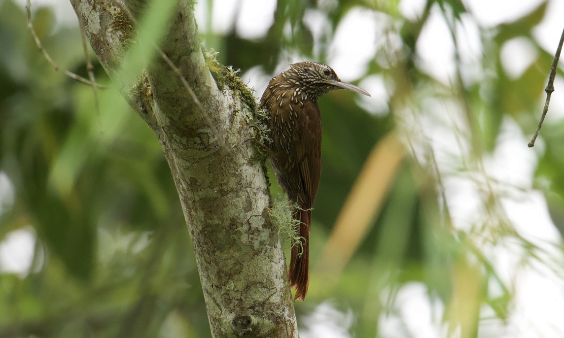 Montane Woodcreeper - ML641053587