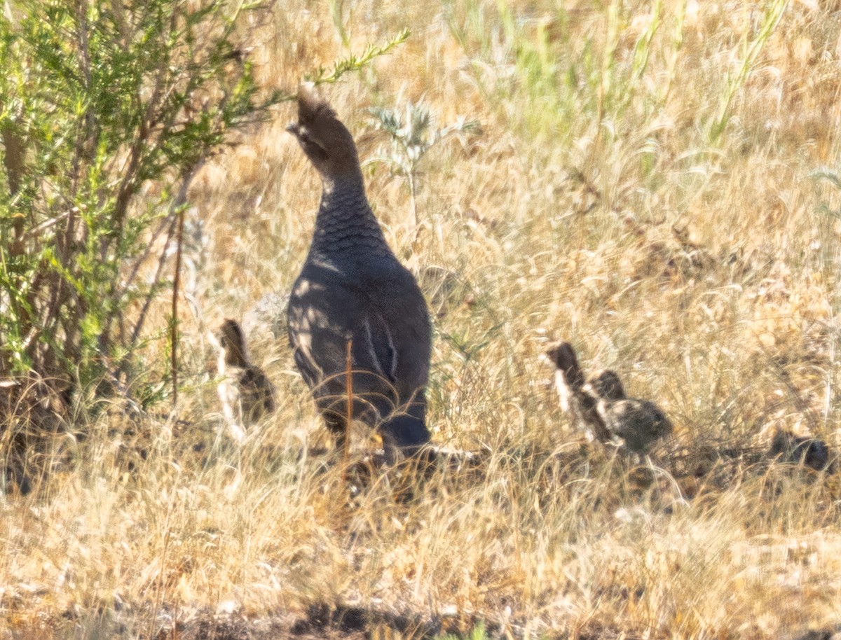 Scaled Quail - ML641053597