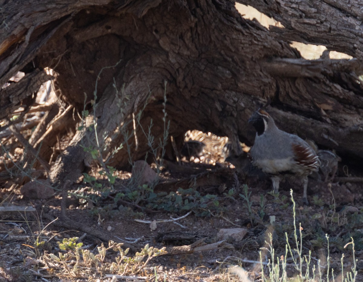 Gambel's Quail - ML641053616