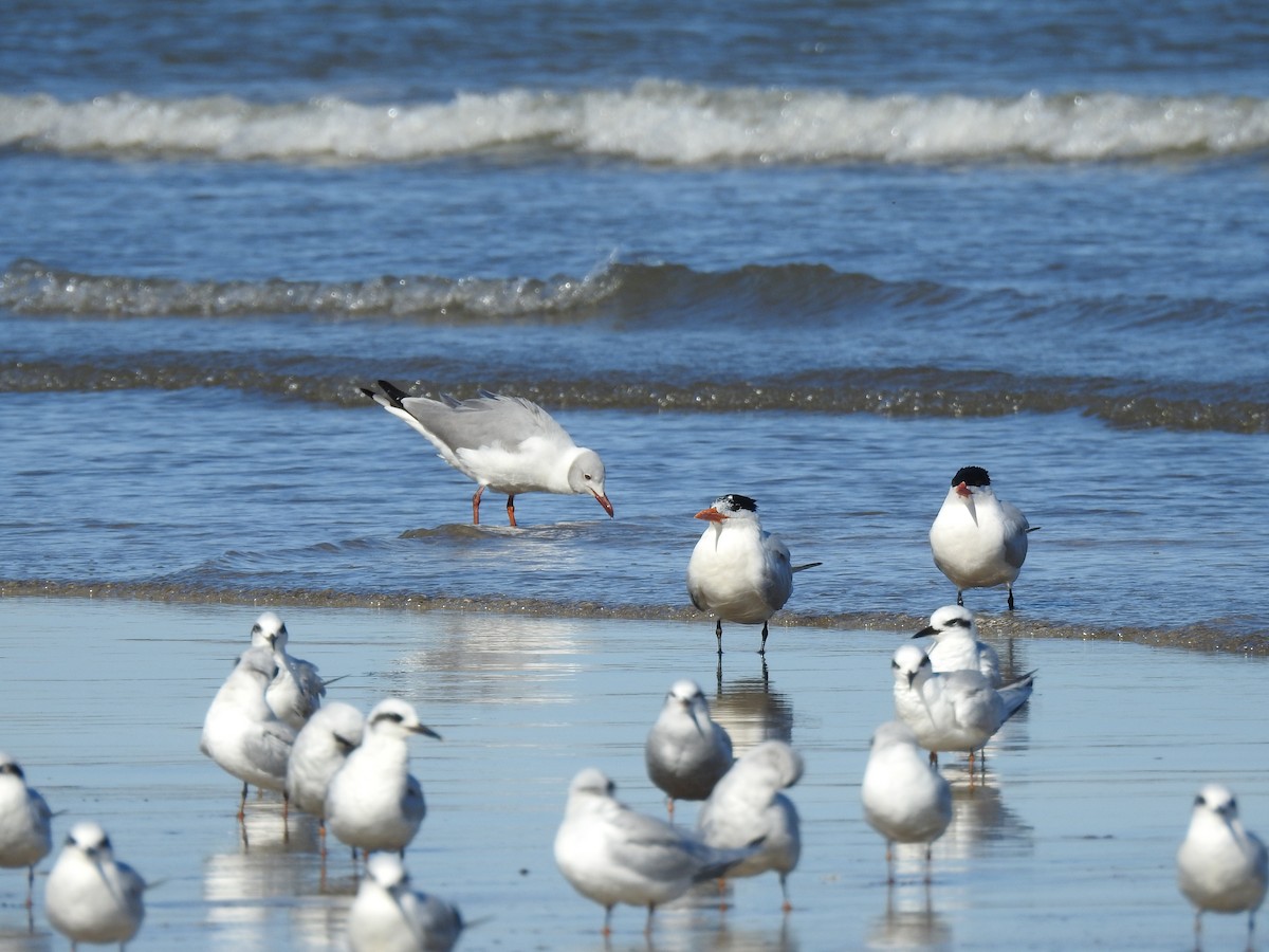 Gray-hooded Gull - ML641053628