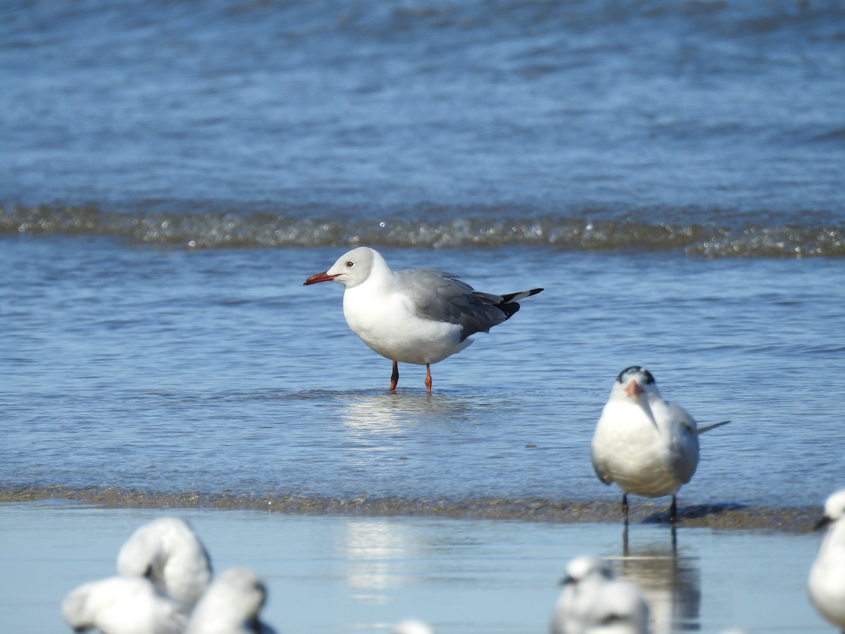 Gray-hooded Gull - ML641053647