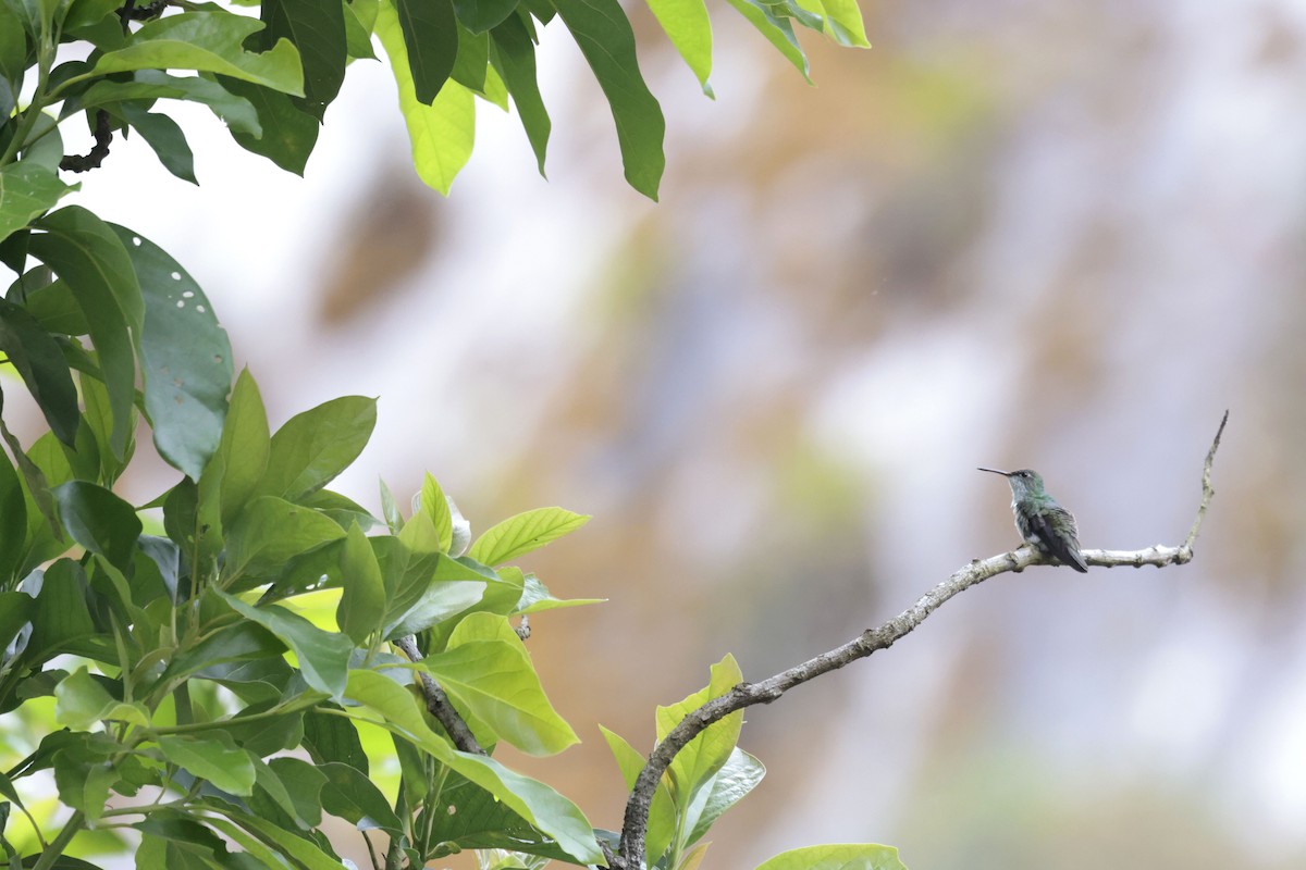 Green-and-white Hummingbird - ML641053649