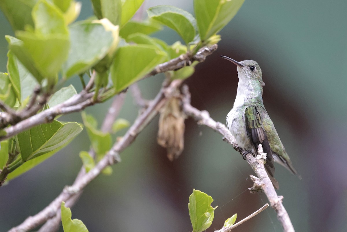 Green-and-white Hummingbird - ML641053650