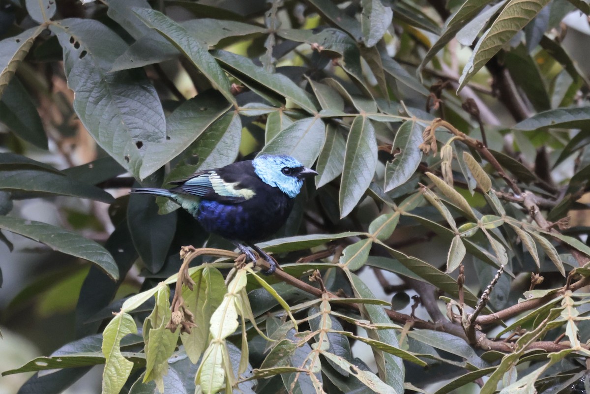 Calliste à cou bleu - ML641053653