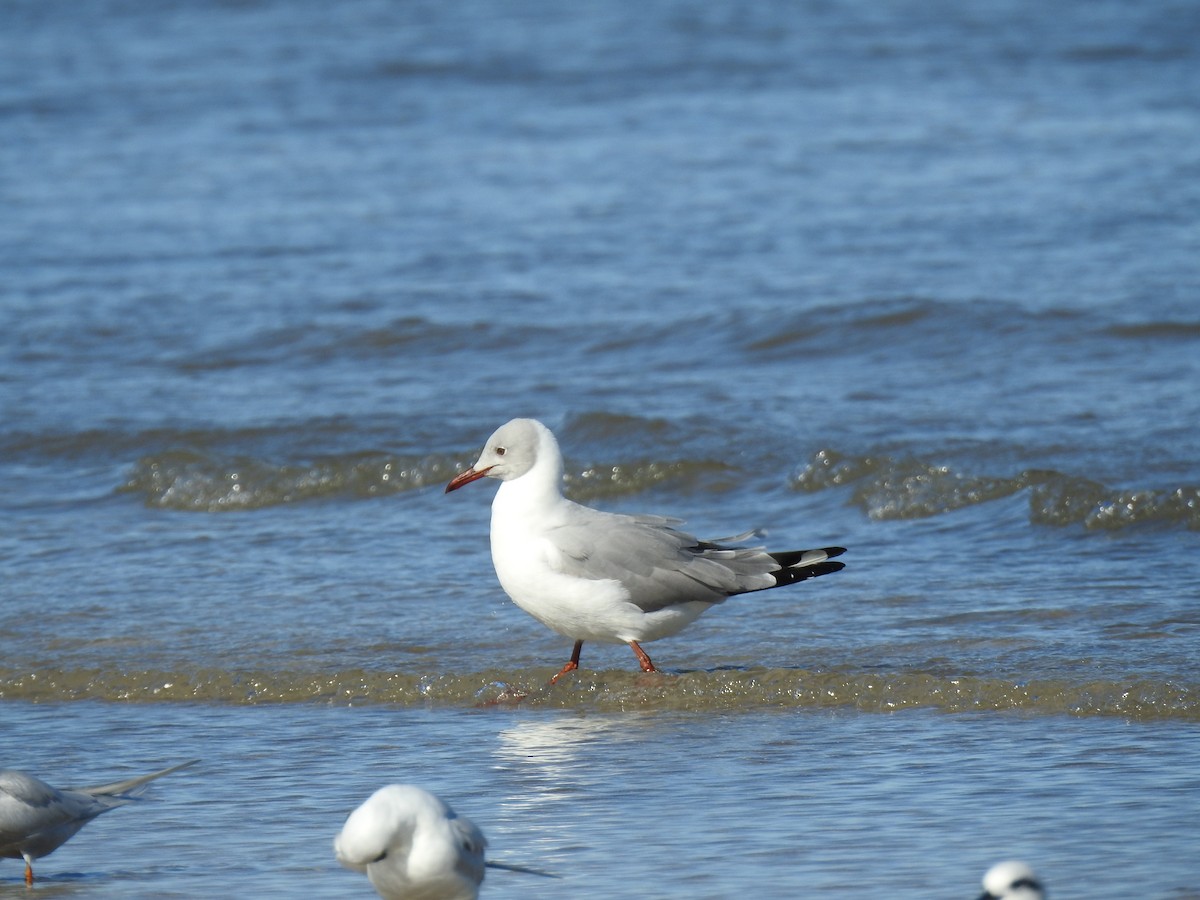 Gray-hooded Gull - ML641053658