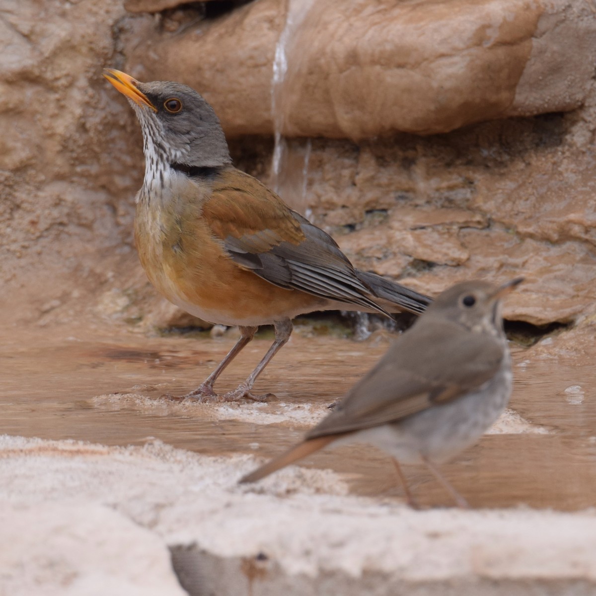 Rufous-backed Robin - ML641053662