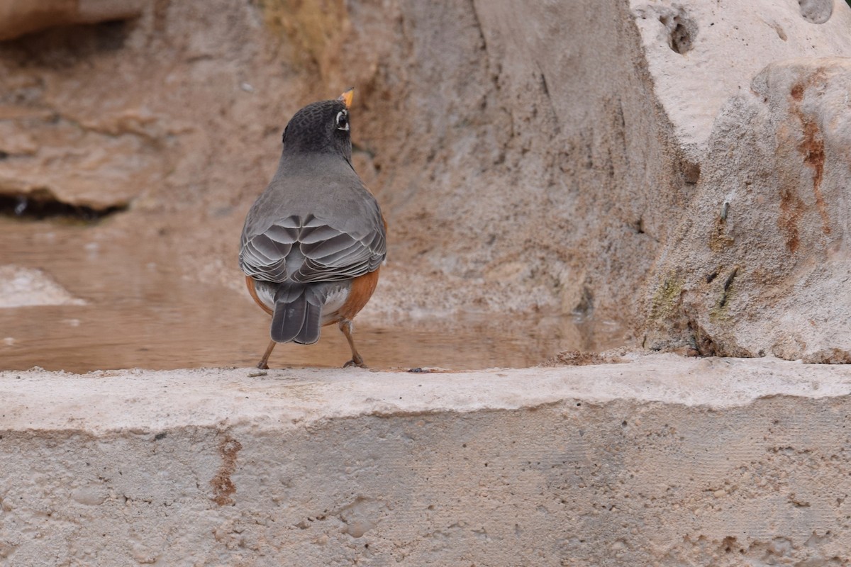 American Robin - ML641053669