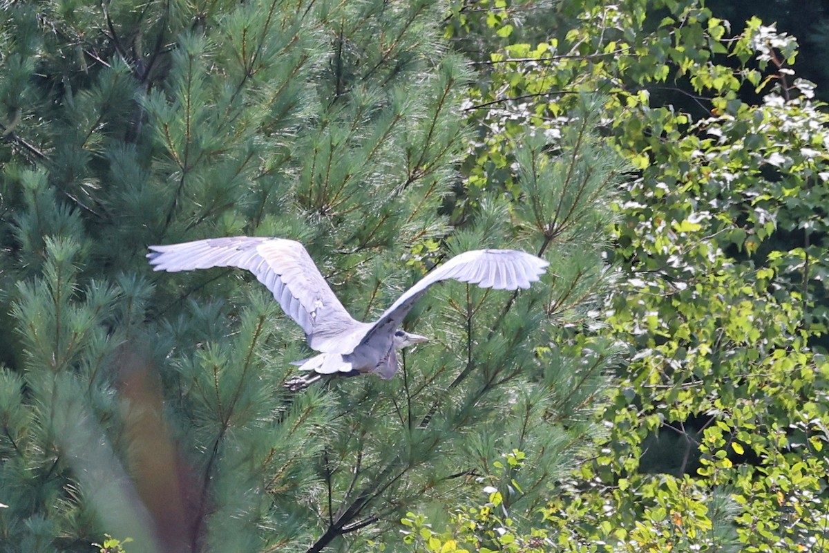 Great Blue Heron - ML641053687