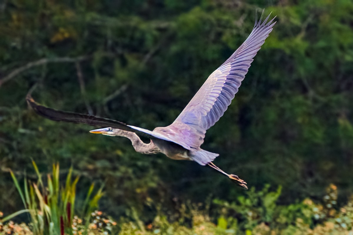 Great Blue Heron - ML641053707