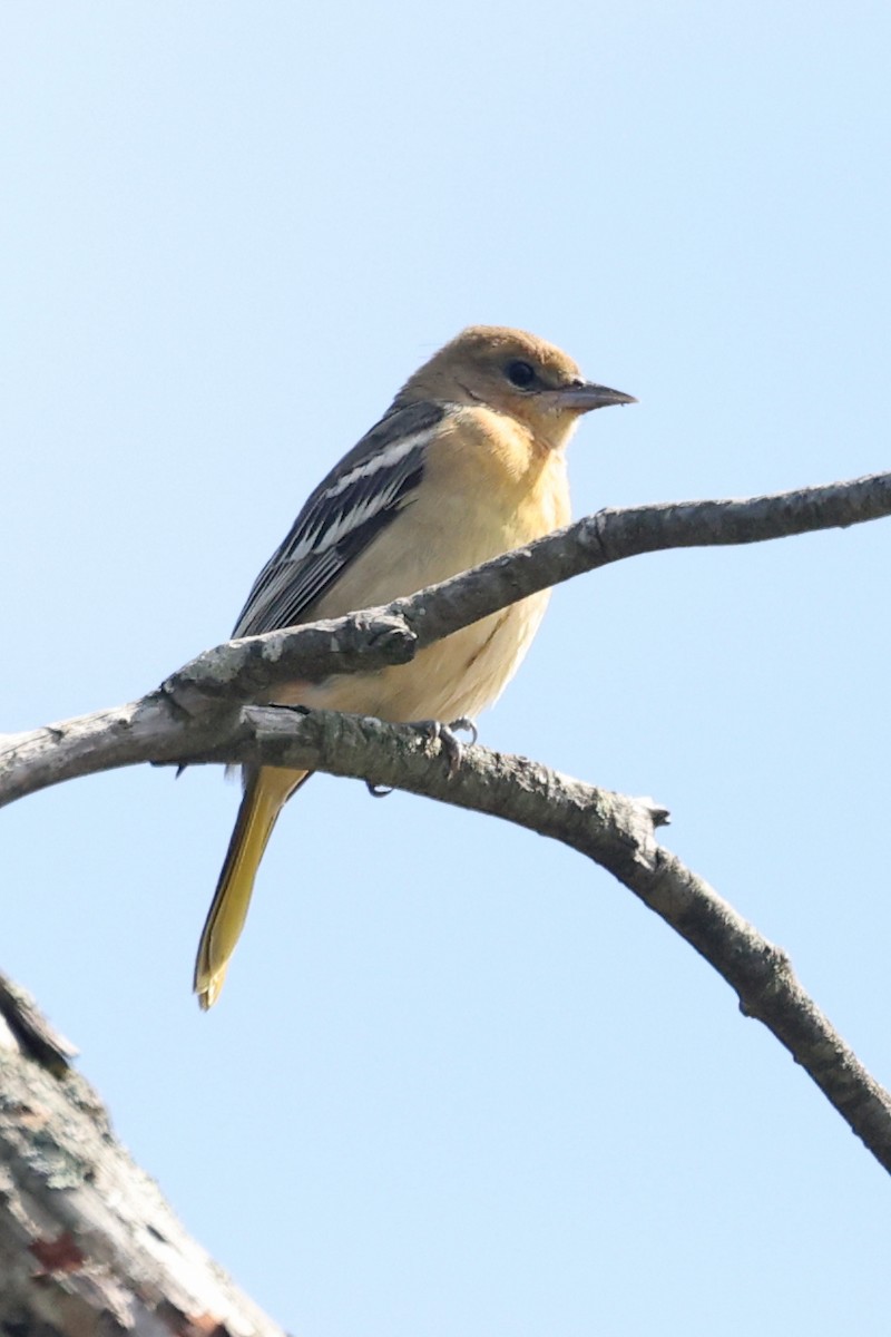 lundtrupial - ML641053717