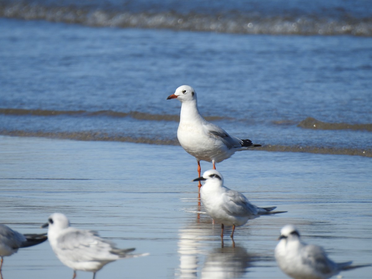 Gray-hooded Gull - ML641053720