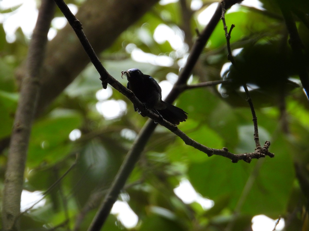 Copper-throated Sunbird - ML641053739