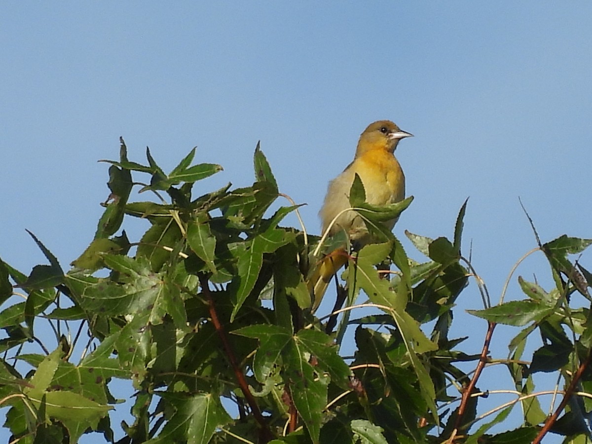 lundtrupial - ML641053774