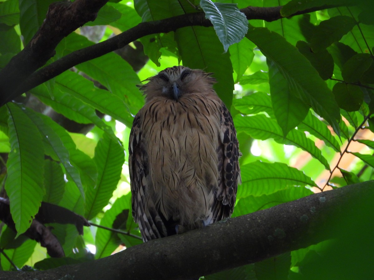 Buffy Fish-Owl - ML641053799