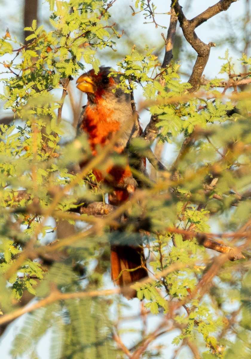 Pyrrhuloxia - ML641053824