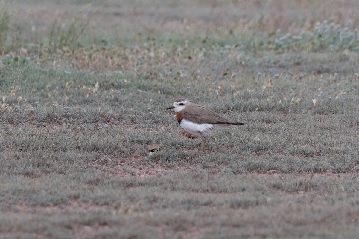 Caspian Plover - ML641053846