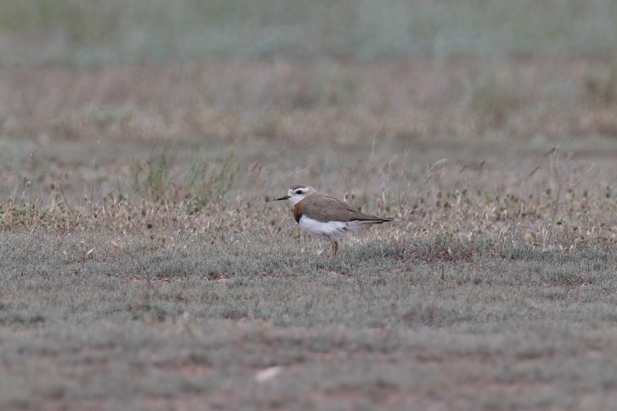 Caspian Plover - ML641053847