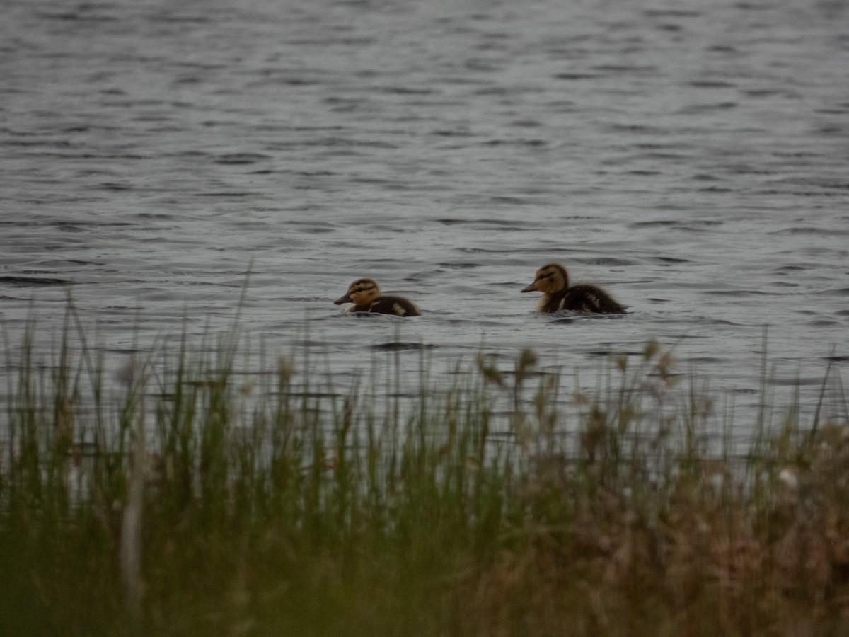 Mallard - ML641053882