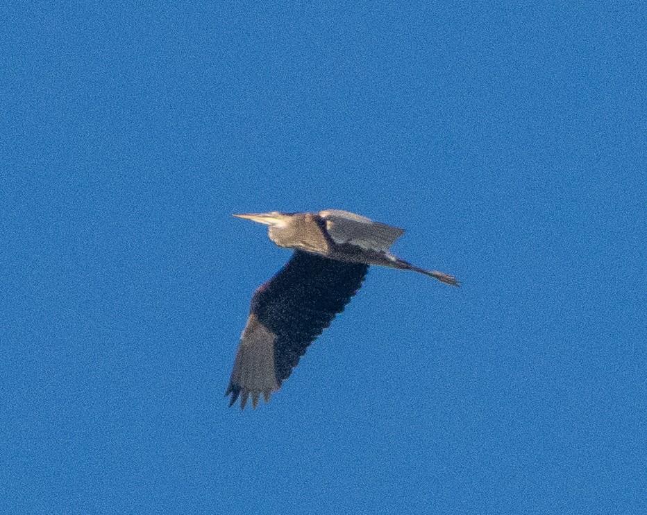 Great Blue Heron - ML641053885