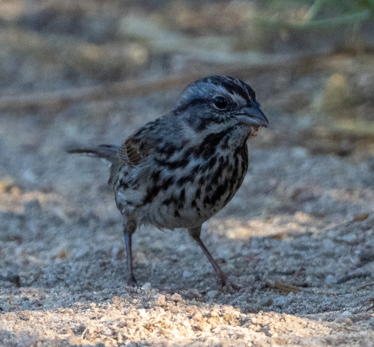 Song Sparrow - ML641053933