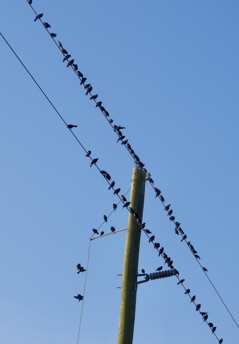 Brown-headed Cowbird - ML641053940
