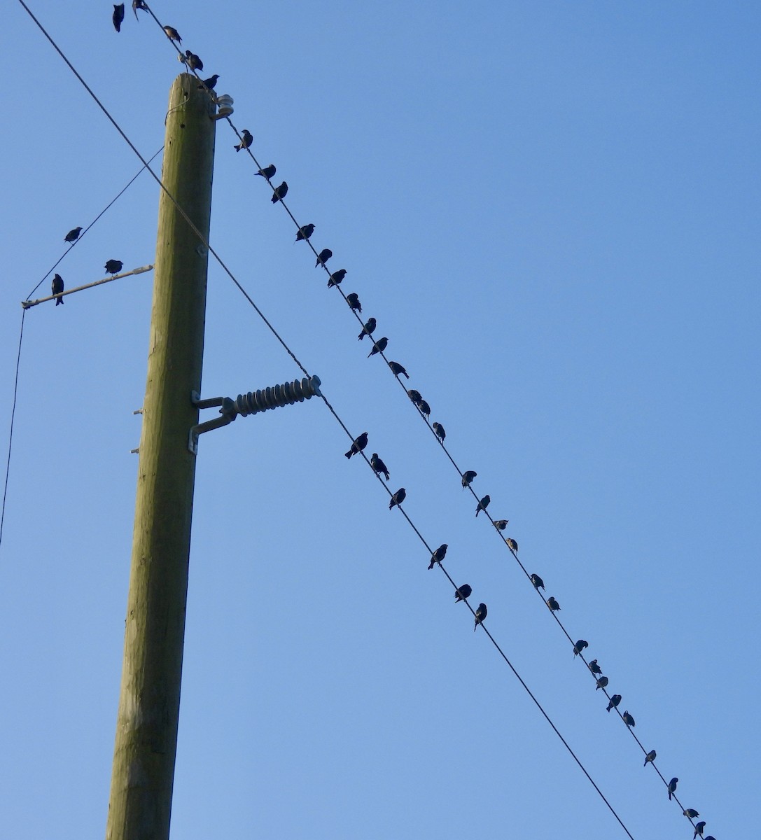 Brown-headed Cowbird - ML641053941