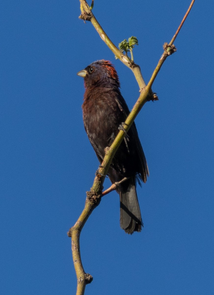 Varied Bunting - ML641053985