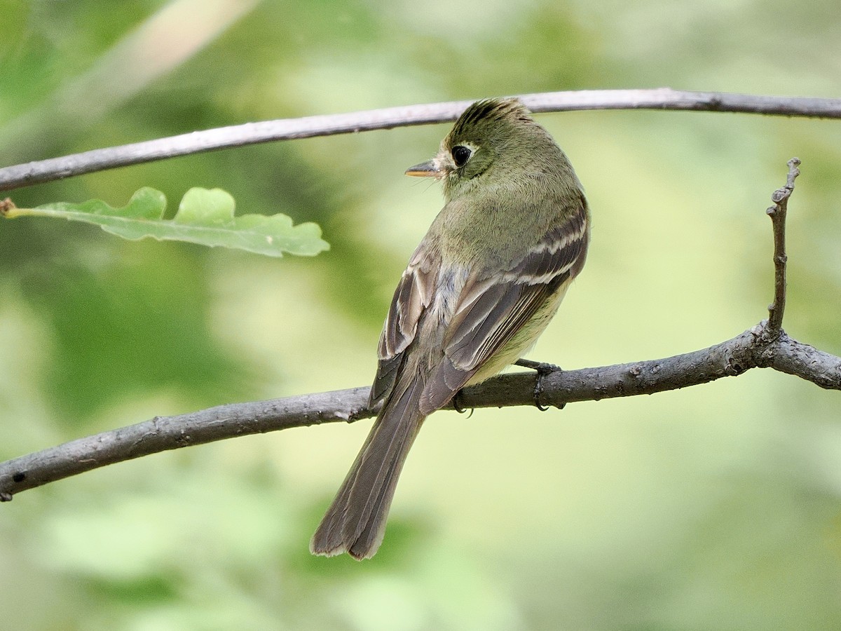 Western Flycatcher - ML641053991