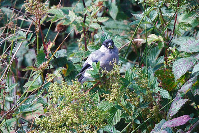 Eurasian Bullfinch (Eurasian) - ML641054006