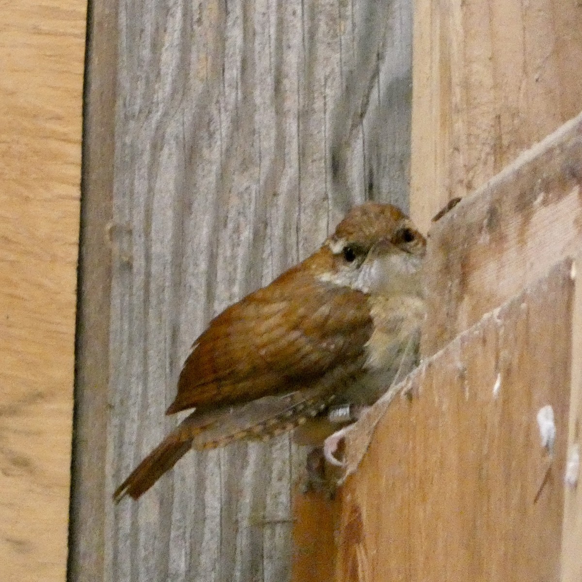 Carolina Wren - ML641054011