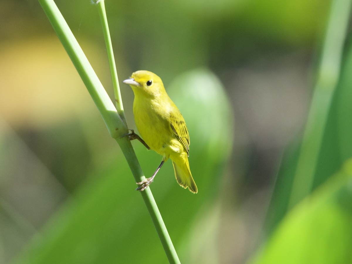 Yellow Warbler - ML641054046