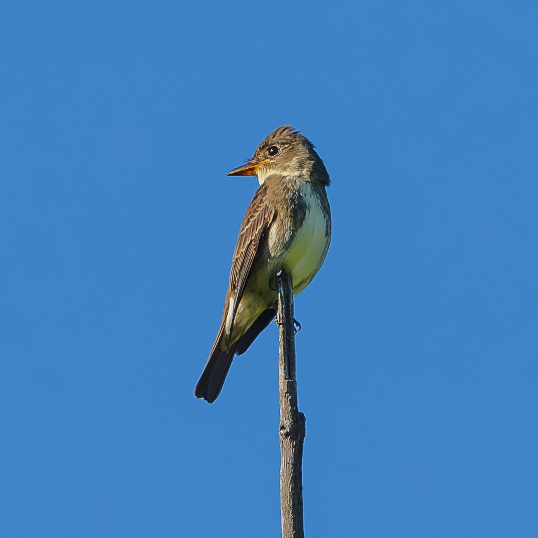 Olive-sided Flycatcher - ML641054048