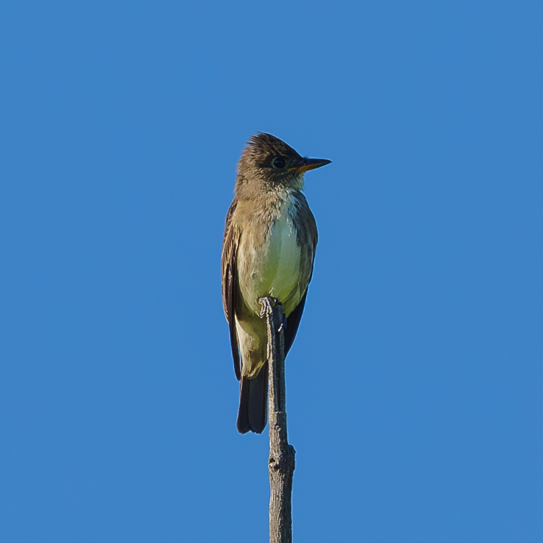 Olive-sided Flycatcher - ML641054049