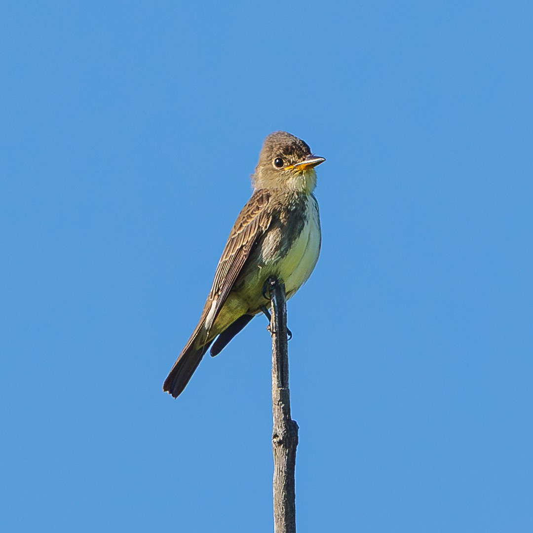 Olive-sided Flycatcher - ML641054050