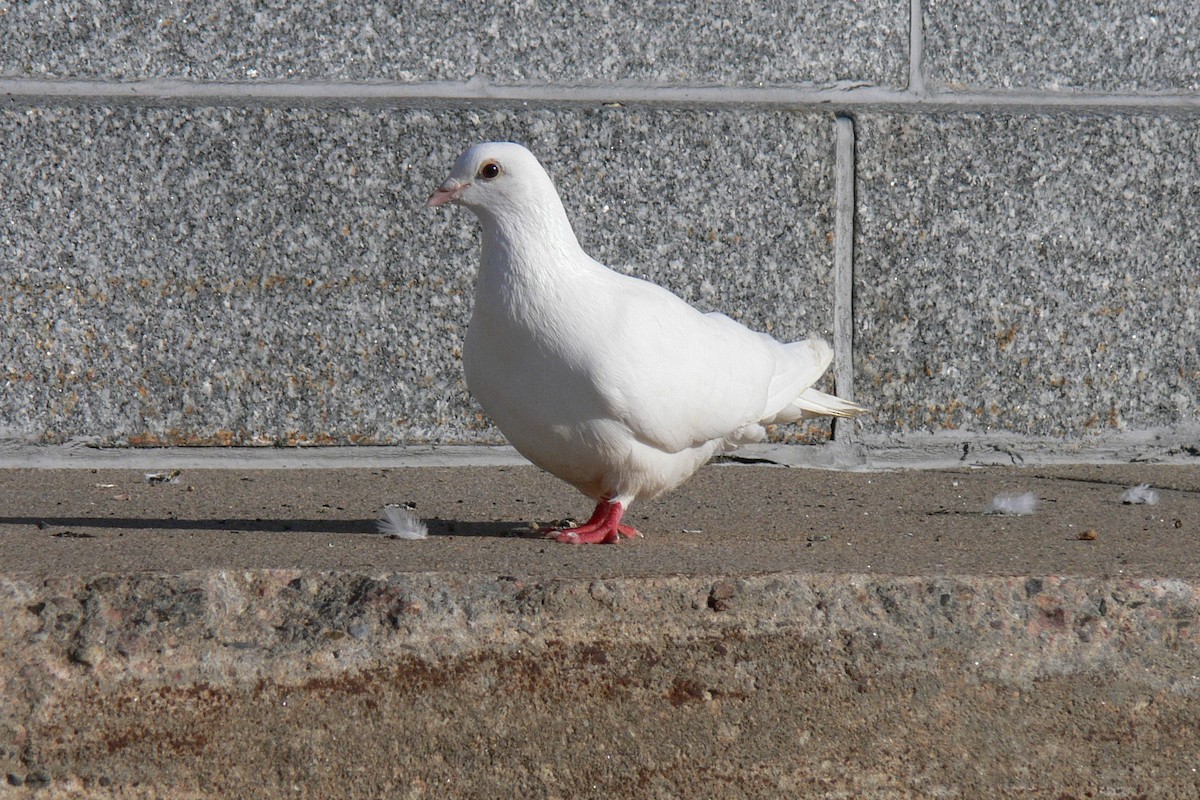 Rock Pigeon (Feral Pigeon) - ML641054067