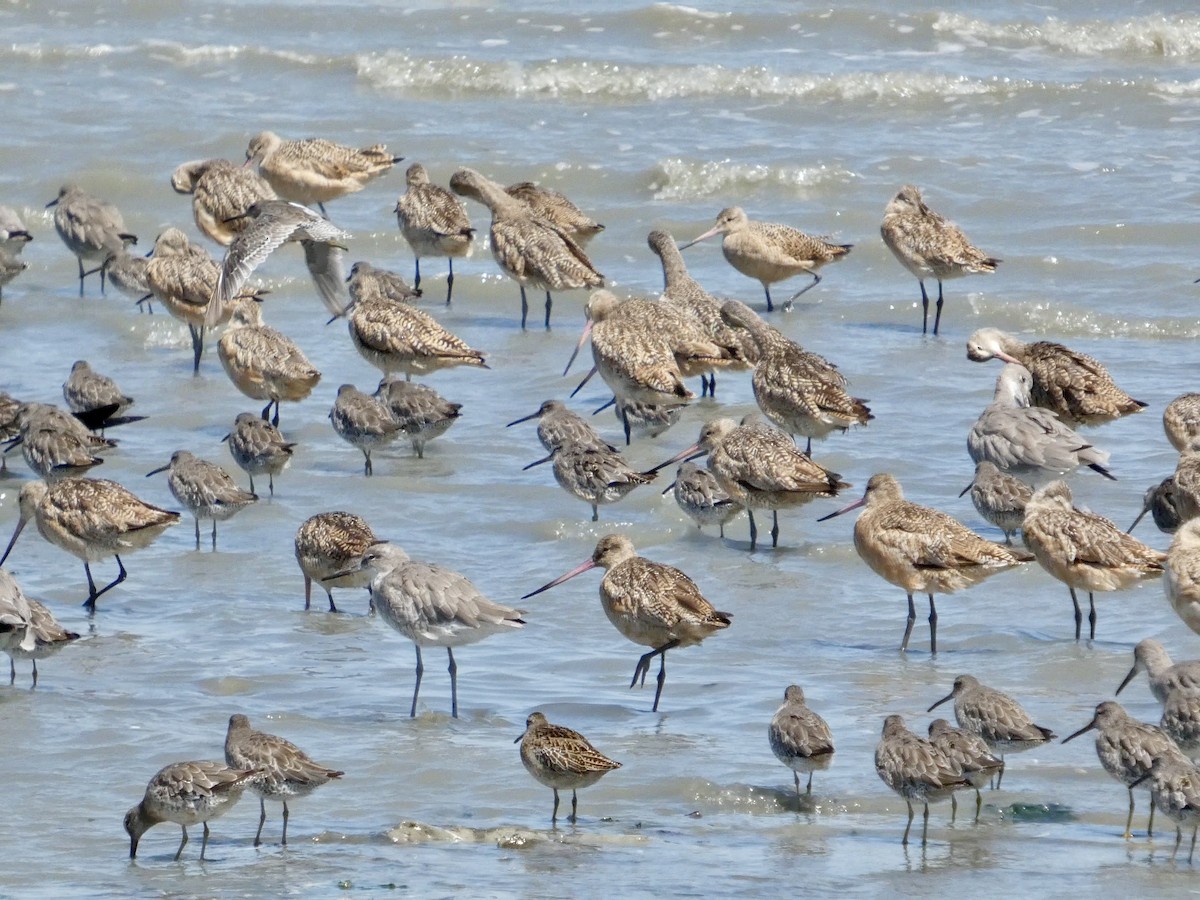 Marbled Godwit - ML641054087