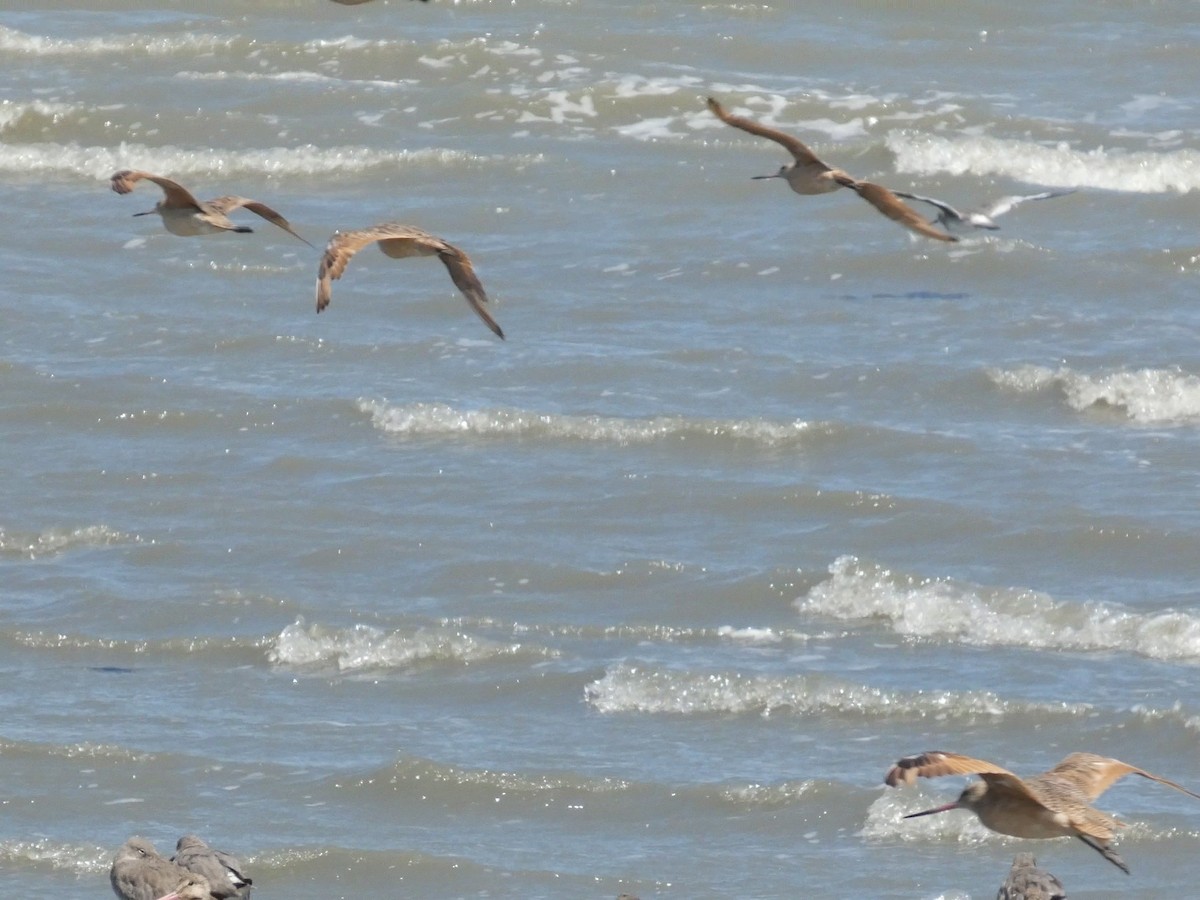 Marbled Godwit - ML641054089
