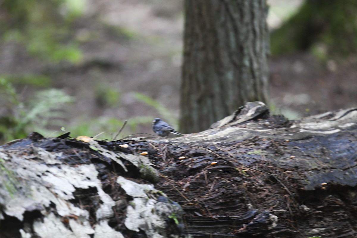 Junco ardoisé - ML641054096