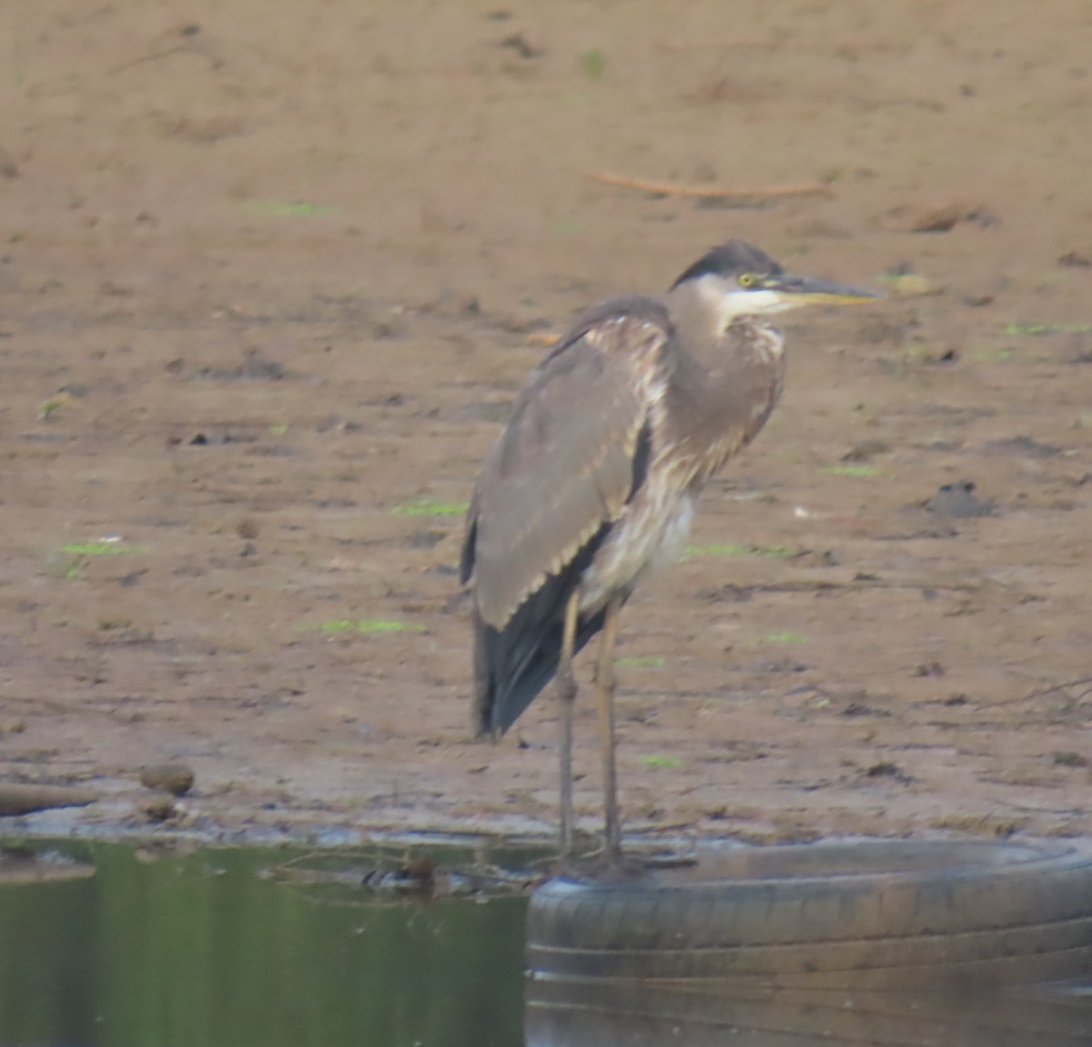 Great Blue Heron - ML641054102