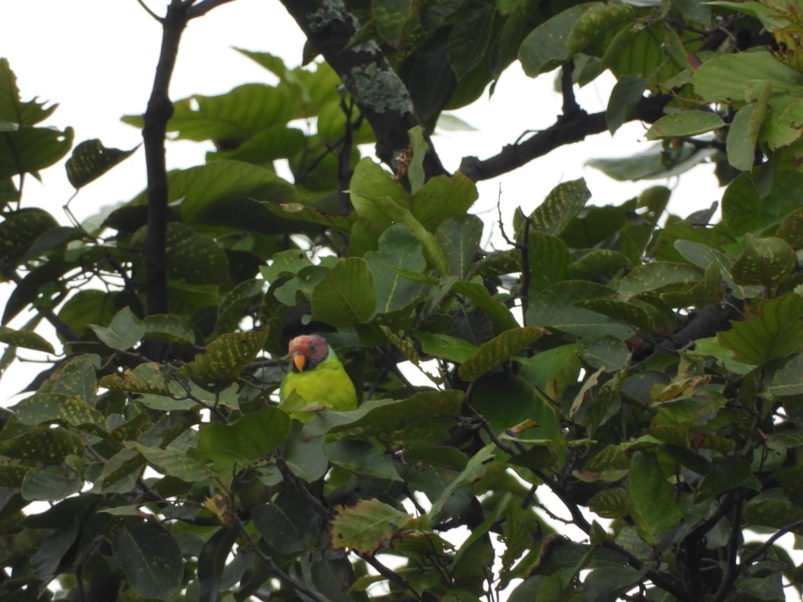 Plum-headed Parakeet - ML641054138