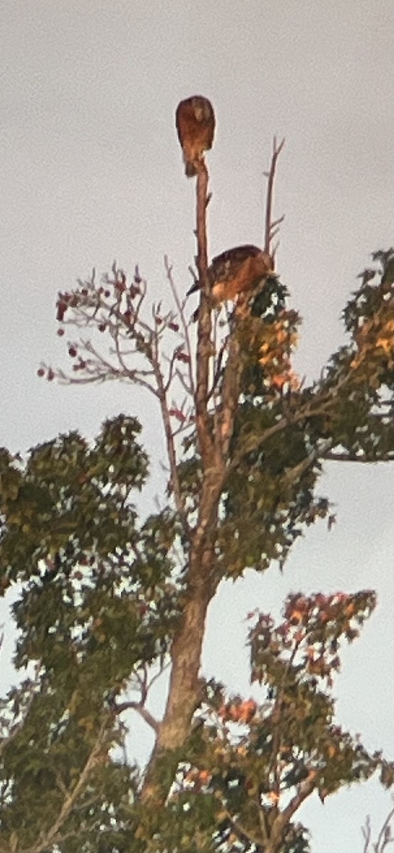 Red-shouldered Hawk - ML641054168