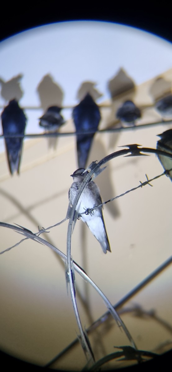 Northern Rough-winged Swallow - ML641054185