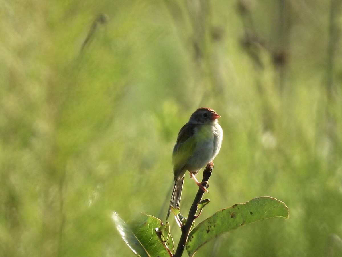 Field Sparrow - ML641054200