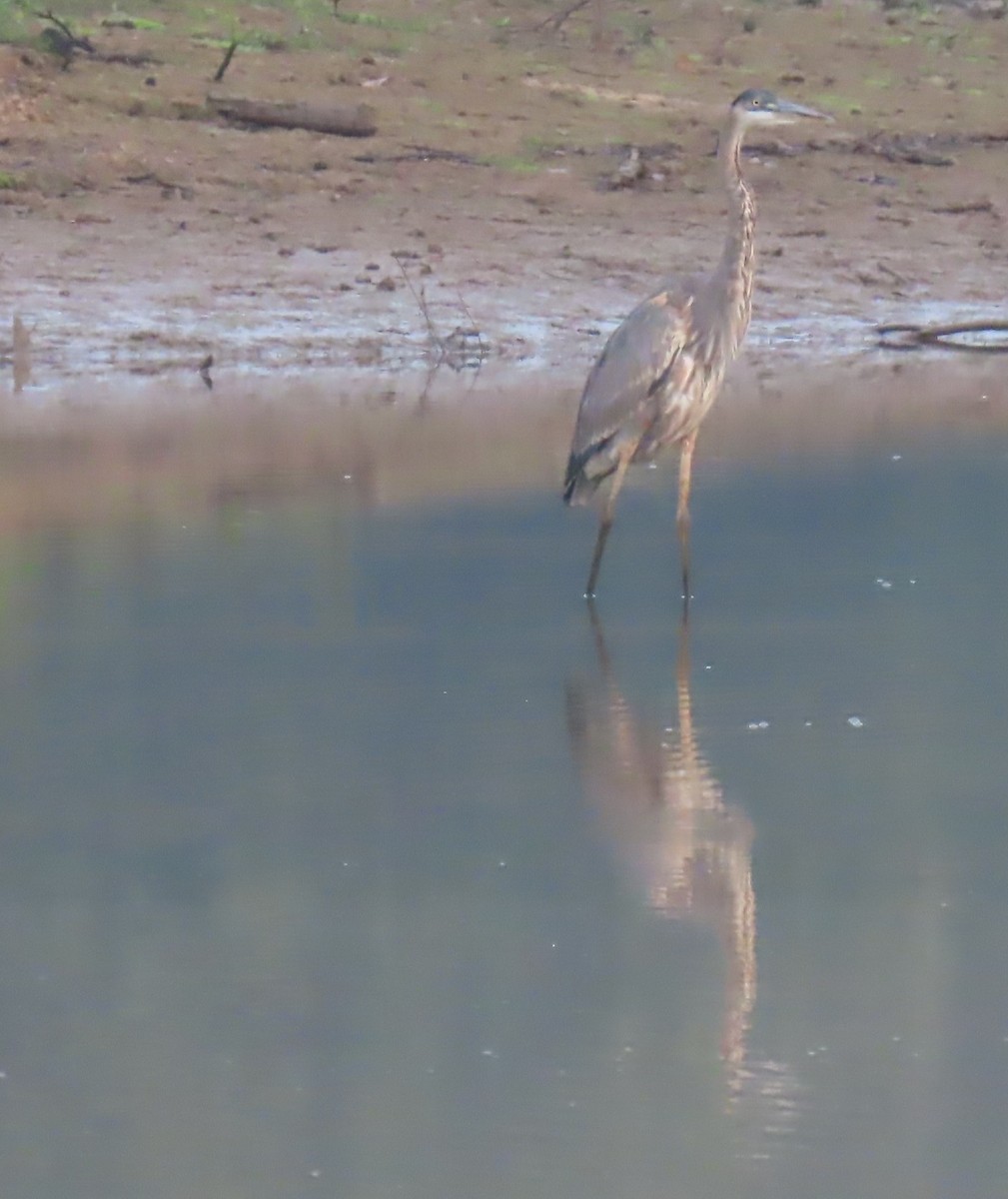 Great Blue Heron - ML641054213