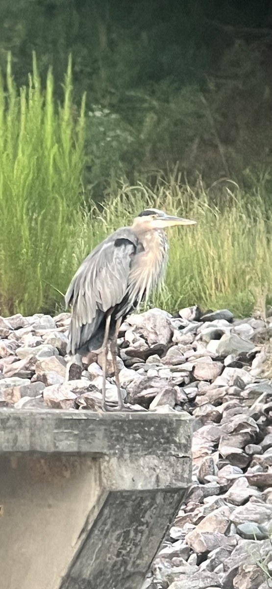 Great Blue Heron - ML641054250