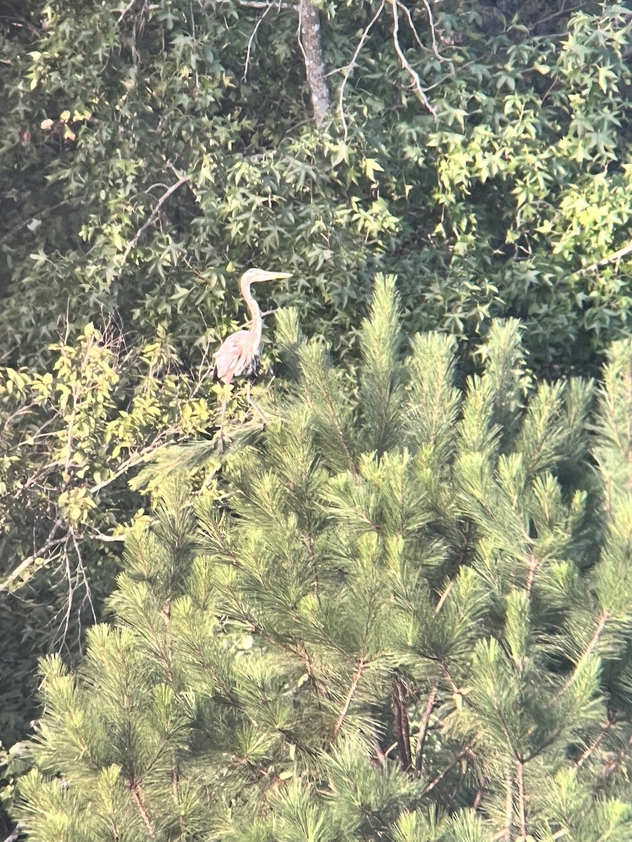 Great Blue Heron - ML641054251