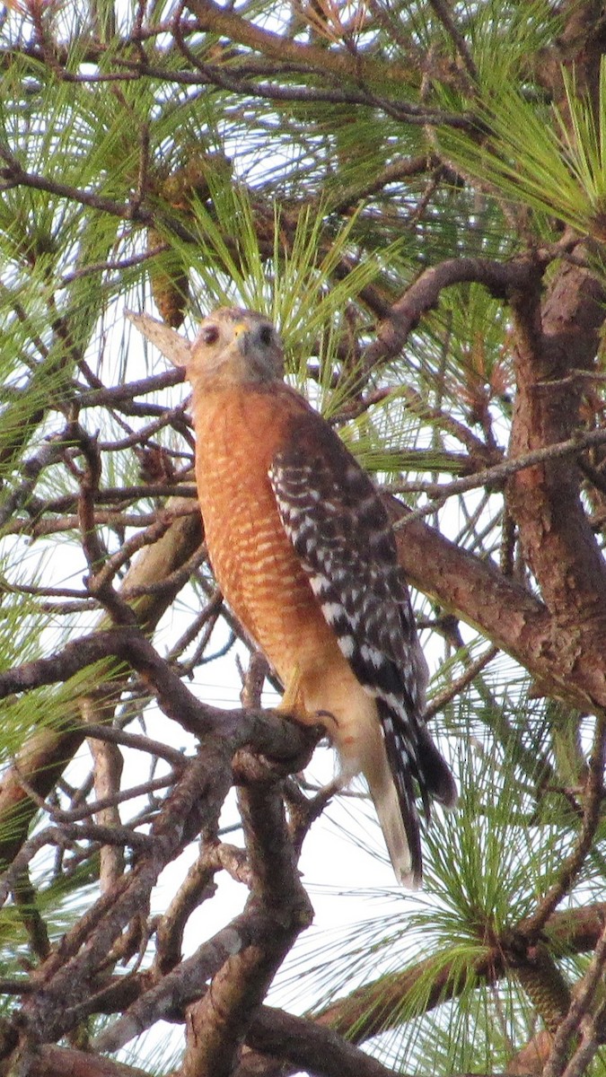 Red-shouldered Hawk - ML641054252