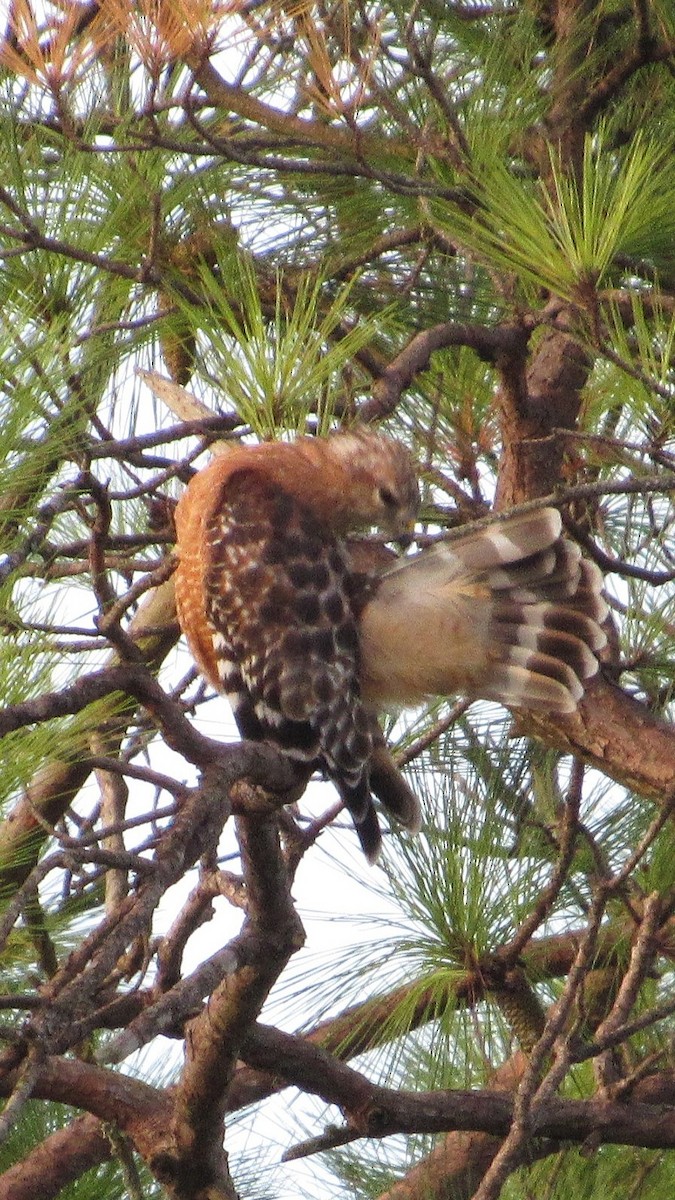 Red-shouldered Hawk - ML641054262