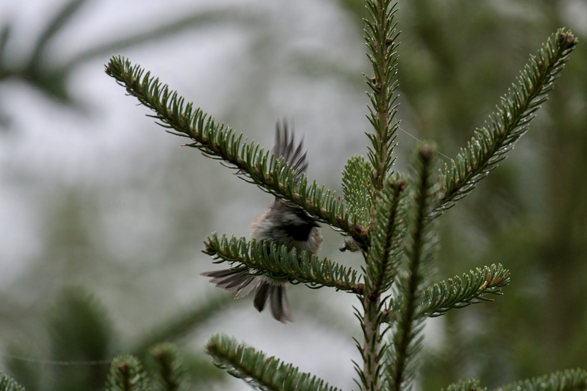 Boreal Chickadee - ML641054263