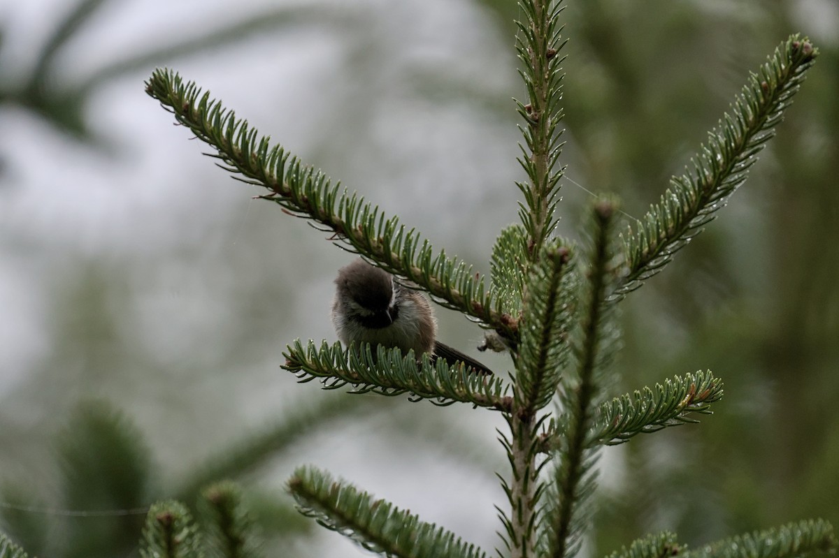 Boreal Chickadee - ML641054264
